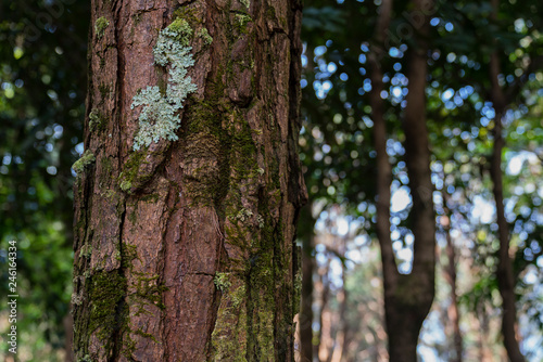 Fototapeta Naklejka Na Ścianę i Meble -  Pine trunk with moss and lichen closeup forest background