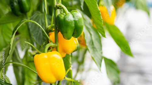 Raw and ripe yellow bell pepper plant growing in organic vegetable garden