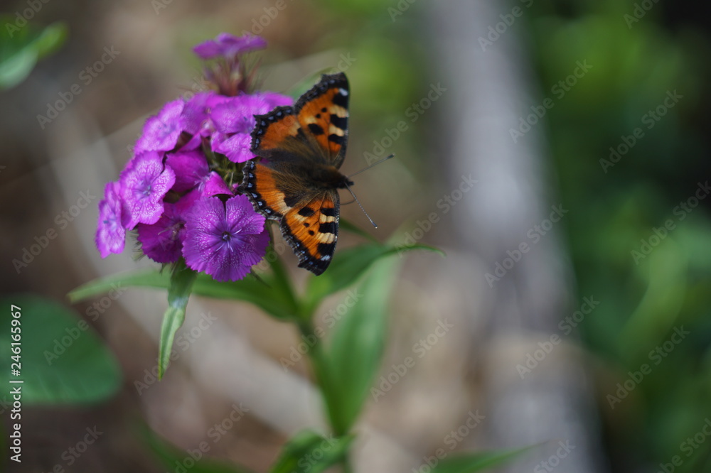 butterfly on a flower butterfly on a flower