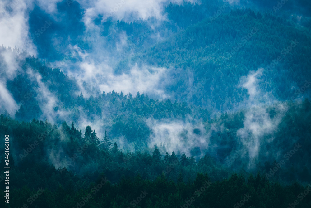 beautiful foggy mystic mountains. Fog clouds at the pine tree mystical woods, morning. Europe, mysterious alpine landscape. beautiful foggy mystic mountains. Fog clouds at the pine tree mystical woods, morning. Europe, mysterious alpine landscape.