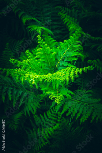 Beautiful colorful bright green fern leaves background. Exotic fern frond leaf texture in the forest close up  macro view.