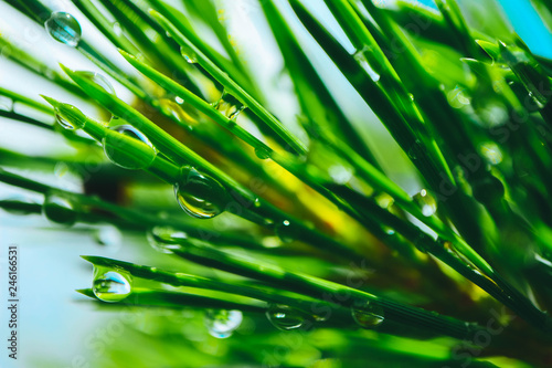 A bright evergreen pine tree green needles branches with rain drops. Fir-tree with dew, conifer, spruce close up, blurred background.