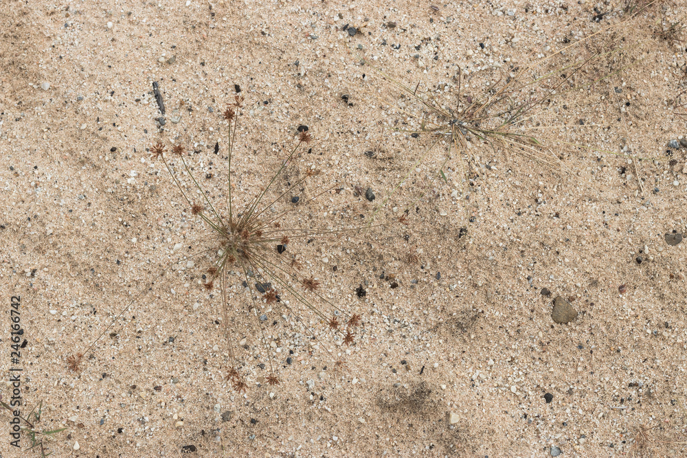 Closeup of sands of the desert. Sand backgrounds and texture