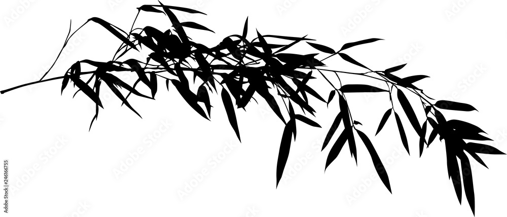 Fototapeta pojedynczy czarny bambus na białym tle długi oddział