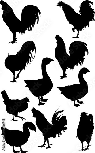 ten farm bird black silhouettes