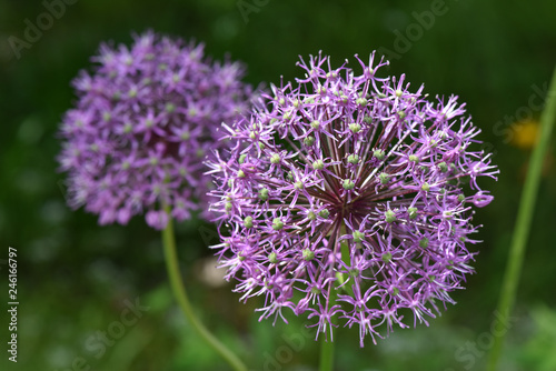 Zierlauch  violett  - Allium
