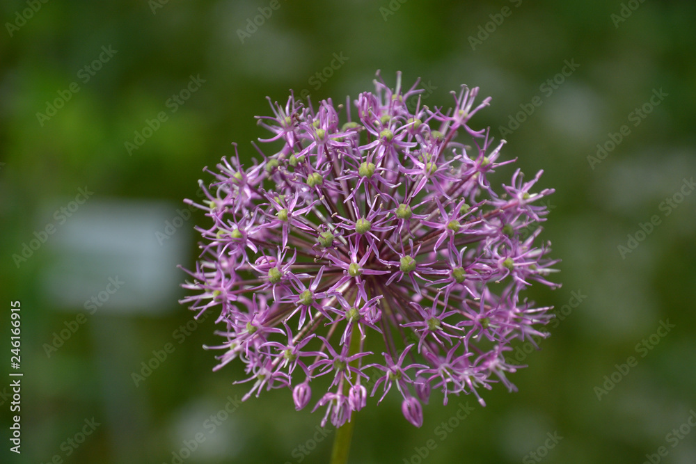 Zierlauch (violett) - Allium