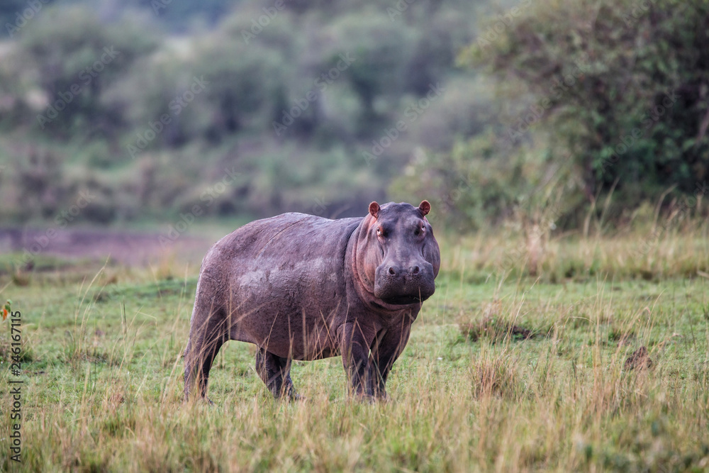 Fototapeta premium Hippopotamus walking in the Masai Mara National Park in Kenya