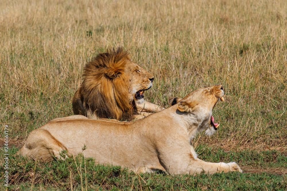 Mating couple of lions on the savannah in the Masai Mara National Park in Kenya Mating couple of lions on the savannah in the Masai Mara National Park in Kenya