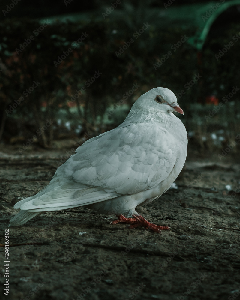 white bird standing on the ground white bird standing on the ground