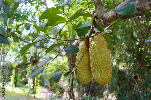 Artocarpus integer fruits on tree.