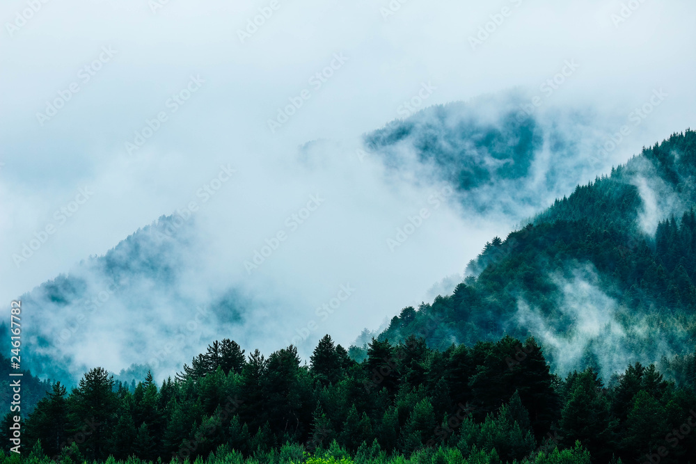 beautiful foggy mystic mountains. Fog clouds at the pine tree mystical woods, morning. Europe, mysterious alpine landscape.