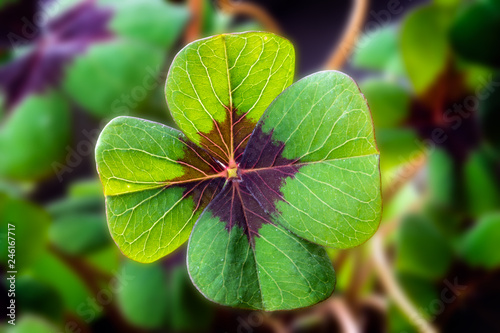 Detail Image of lucky clover