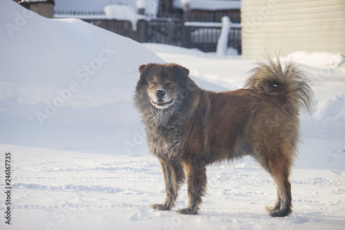 dog in snow © Максим Горшенёв