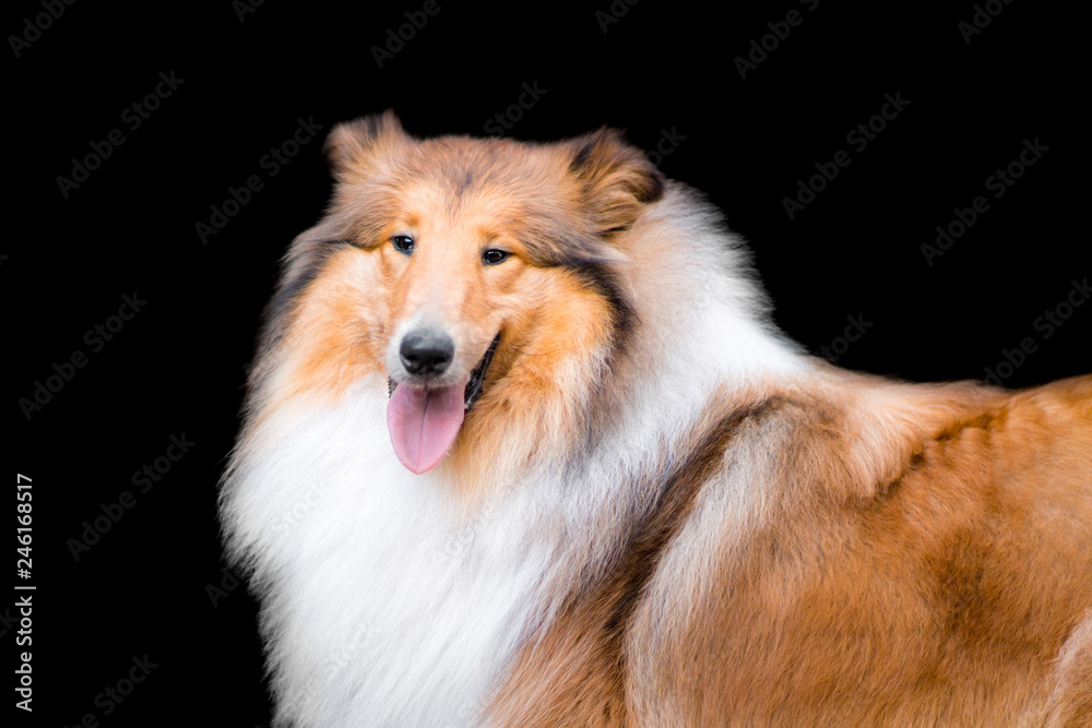 Portrait of adorable long haired rough collie isolated on black Portrait of adorable long haired rough collie isolated on black
