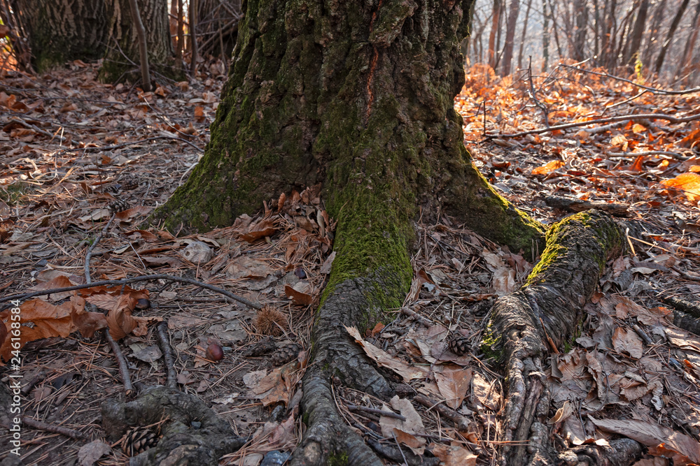 Obraz premium Trunk and roots of a tree in the forest, in the light of sunset.