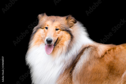 Portrait of adorable long haired rough collie isolated on black © Sabriel Smut