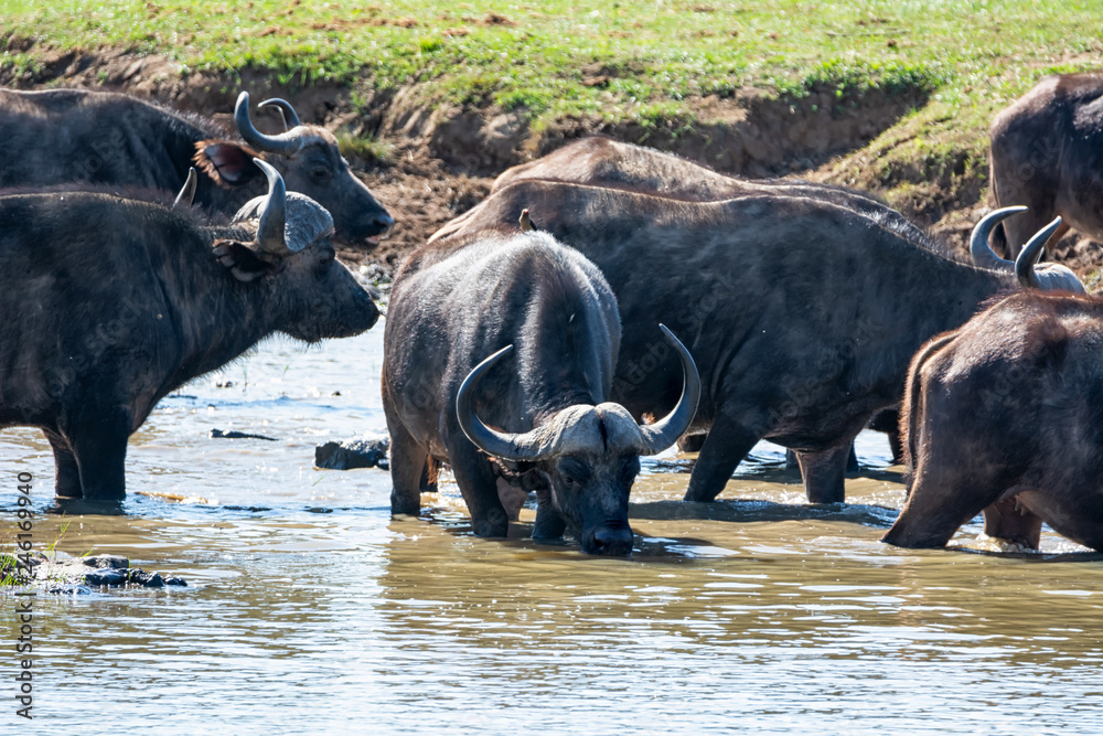 Obraz premium Cape Buffalo Drinking