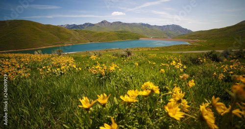 Lake and Flowers