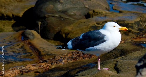 San Diego Seagull by Skip Weeks