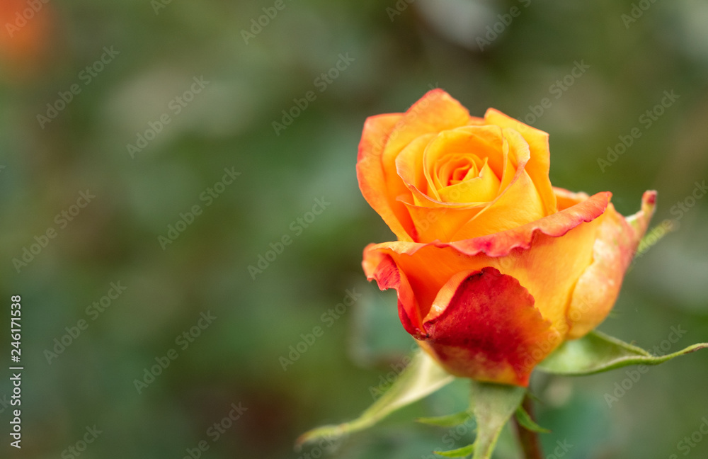 Yellow-red rose flowering in rosary, close up view. Floral background. Single rose blooming. Yellow rose blossoming in rosarium. Blurred background. Selective soft focus Yellow-red rose flowering in rosary, close up view. Floral background. Single rose blooming. Yellow rose blossoming in rosarium. Blurred background. Selective soft focus