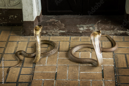 Two Snake Siamese cobra ( Naja kaouthia ) spread the hood on the tile floor. photo