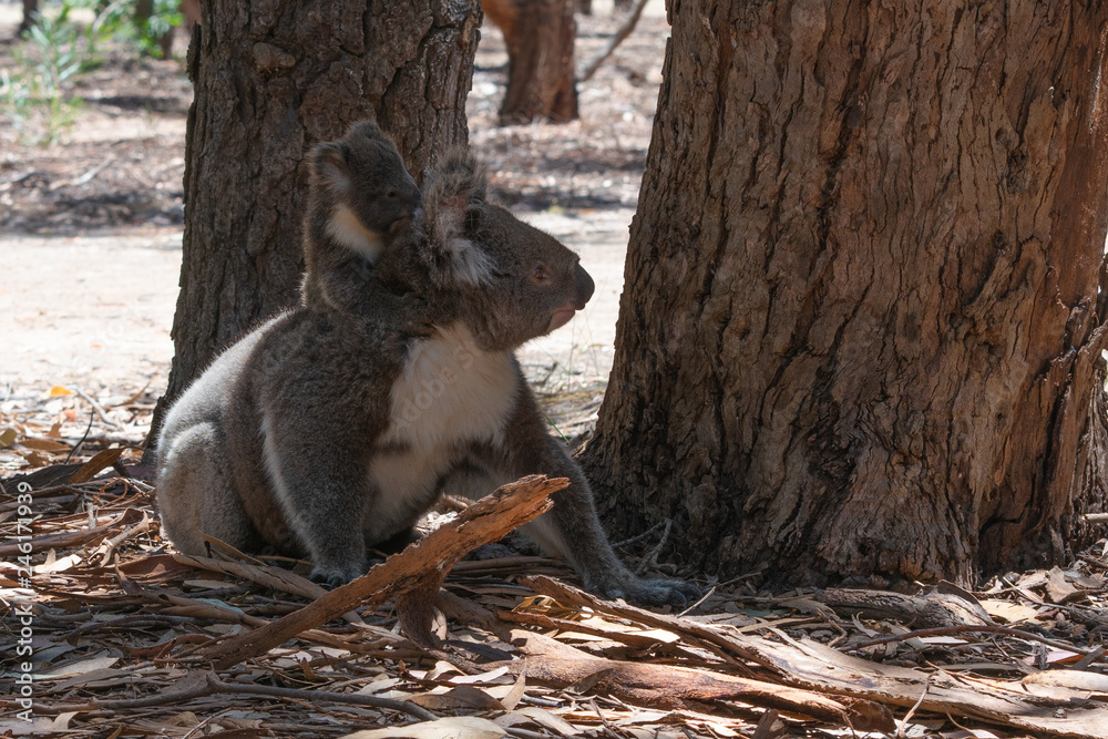 Fototapeta premium Wild Koalas on the ground with the mother carrying her baby koala on her back on Kangaroo island Australia