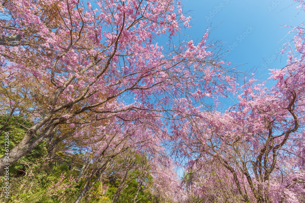 Blooming sakura flower tree in garden in Japan. Spring nature. Blooming sakura flower tree in garden in Japan. Spring nature.