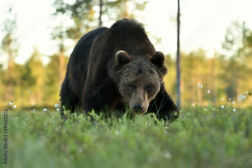 Fototapeta premium brown bear approaching
