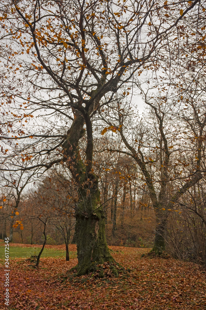 A big old chestnut tree in its winter dress