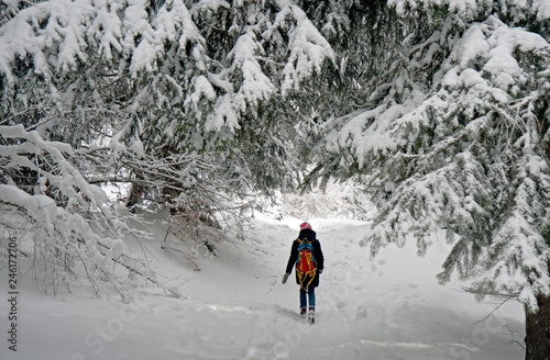 A lone female hiker walks through a snow covered forest in an alpine forest in winter. The footpath and trees are covered in fresh snow as the sun shines through the trees and branches. © neil