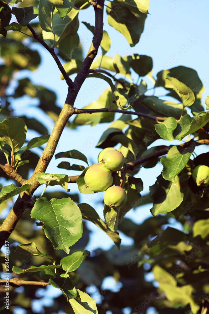 Apple harvest on tree in a sunny summer day.