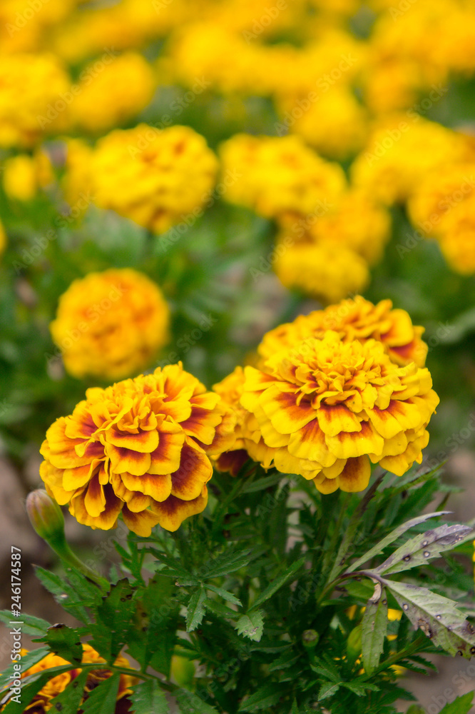 Marigold flowers in the garden on summer , yellow flowers ,beautiful flowers on summer in the nice day herb flowers Marigold flowers in the garden on summer , yellow flowers ,beautiful flowers on summer in the nice day herb flowers