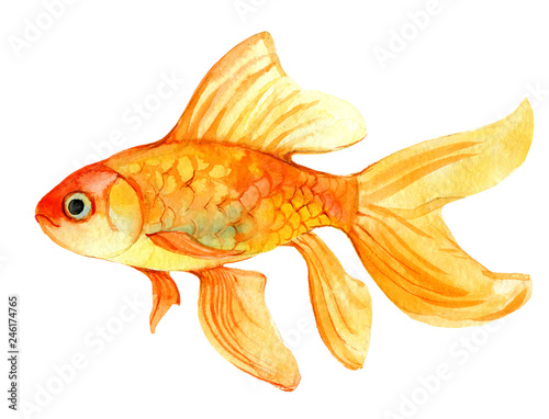 Canvas Print Gold fish isolated on white background, watercolor illustration