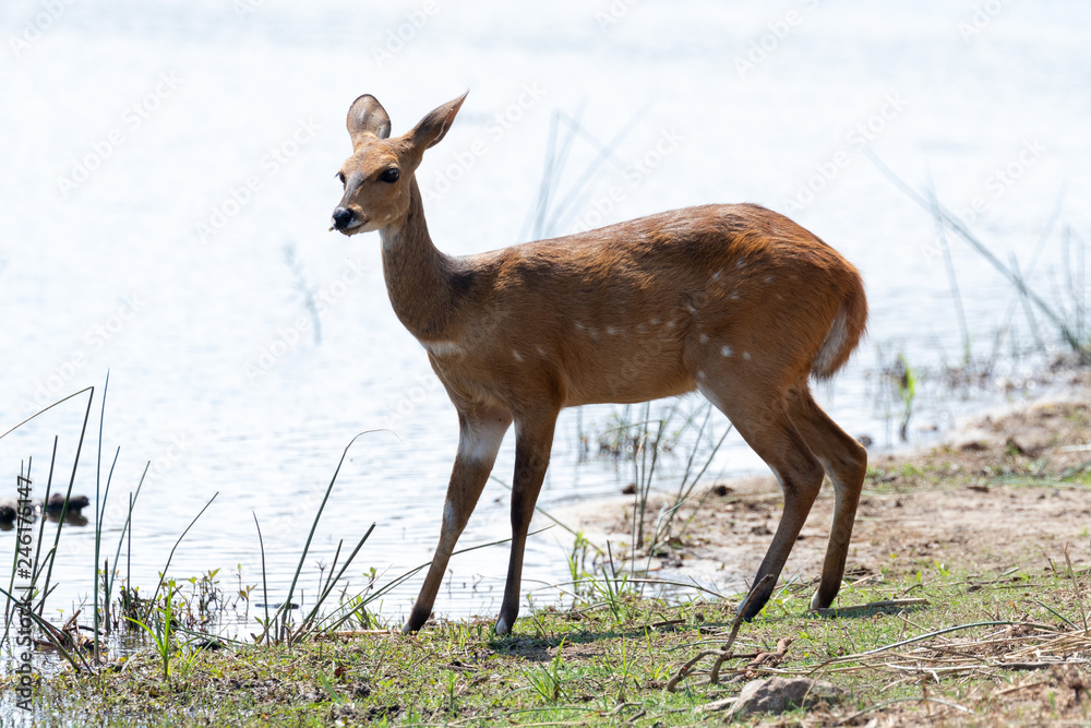 Alert bushbuck ewe at a waterhole in the Kruger National Park in South Africa