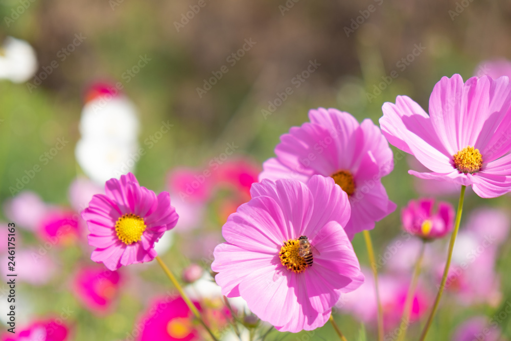 Obraz premium Beautiful cosmos flowers blooming in garden
