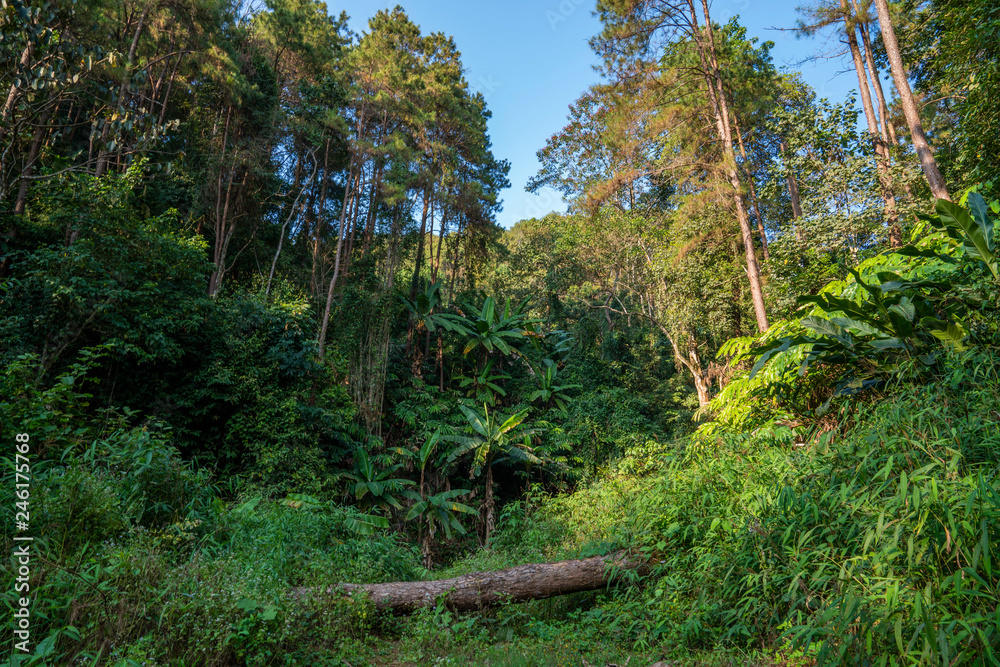 Tropical Rainforest Landscape,Tropical forest jungle in northern Thailand. Green trees at sunset 