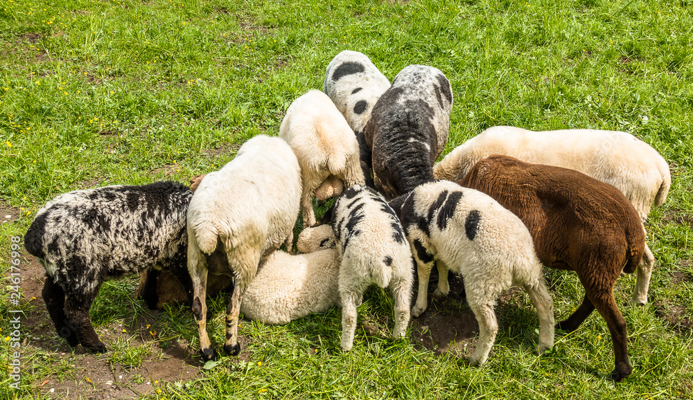 Fototapeta premium cute sheep