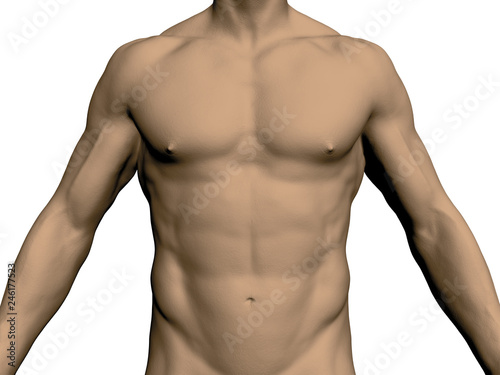 Nude male torso photo