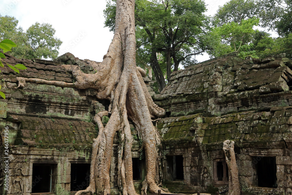 Spung on a temple in Ta Prohm, Angkor, Cambodia