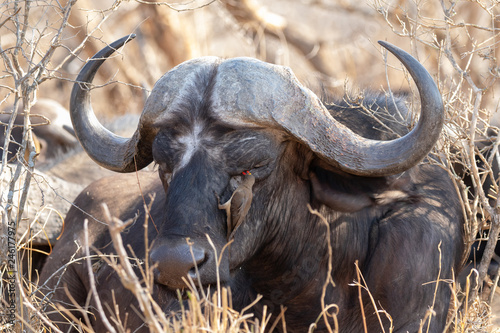 Buffalo resting while a red billed oxpecker is grooming the animal in the Kruger National Park in South Africa