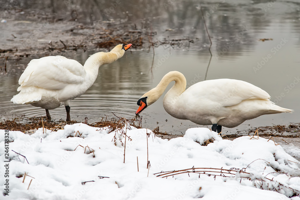 Naklejka premium Two whooper swans at the lake in winter