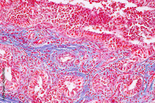 Concept of Education anatomy and physiology of mammary gland is an exocrine gland in mammals under the microscopic in laboratory.