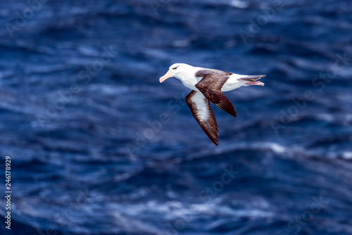 Black-browed Albatross over open ocean