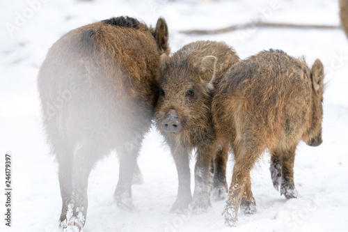 Young wild boar in winter forest