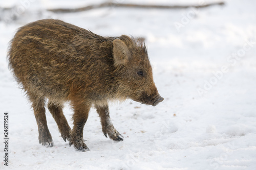 Young wild boar in winter forest