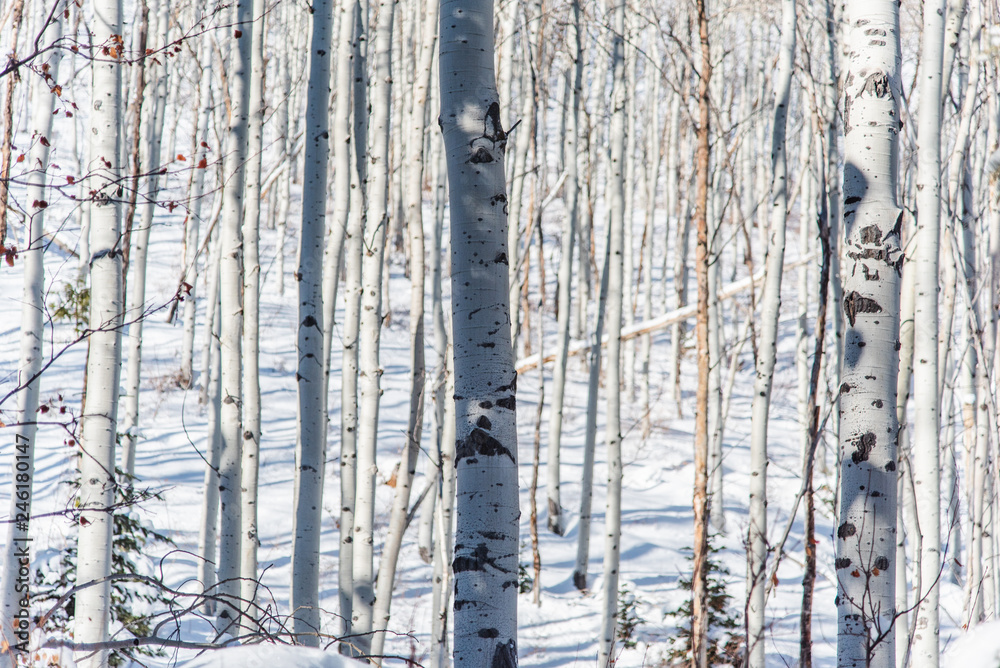 Aspen Tree Forest in Winter