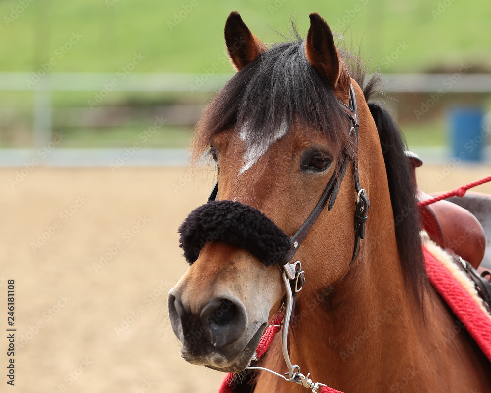 Western pony horse in portraits head eye with western bridle Hackamore..  Stock Photo | Adobe Stock