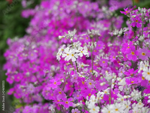 Fototapeta Naklejka Na Ścianę i Meble -  春の花