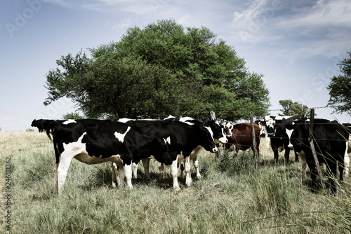 Cows fed with grass, Buenos Aires, Argentina © foto4440